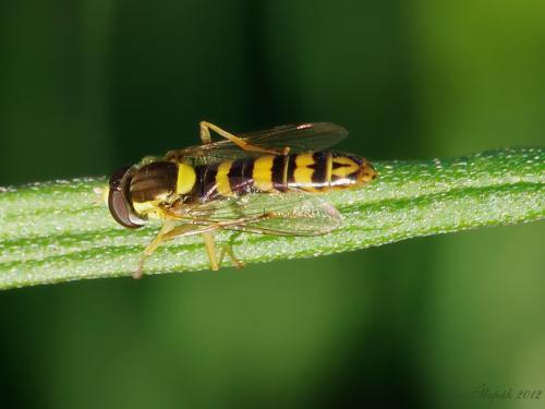 Sphaerophoria scripta