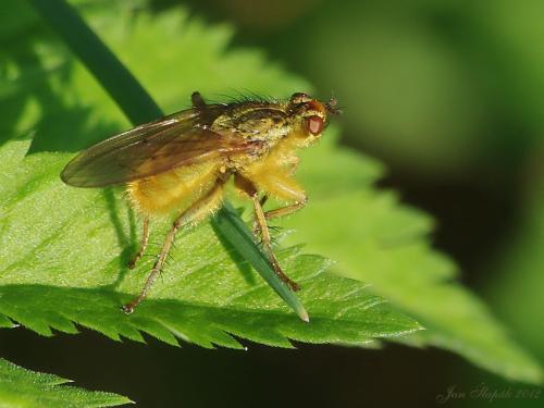 Scathophaga stercoraria