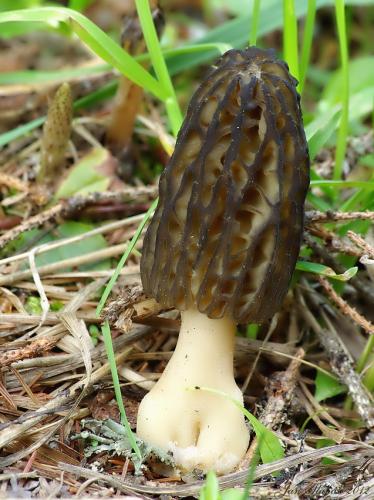 smrčok kužeľovitý / smrž kuželovitý