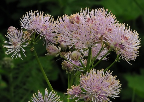 žltuška orlíčkolistá