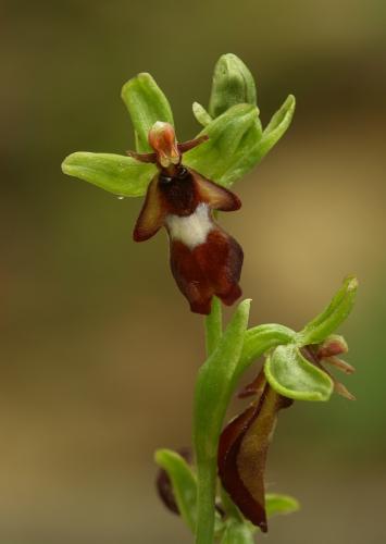 hmyzovník muchovitý