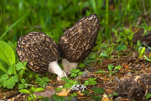 smrčok (bližšie neurčený)