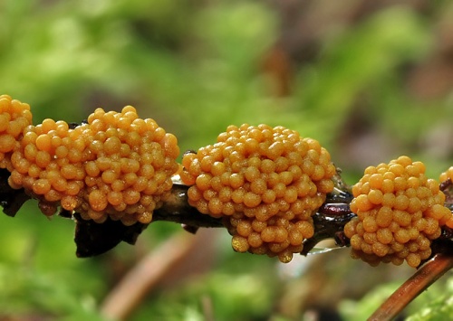 vápnikovec / vápenatka nazelenalá