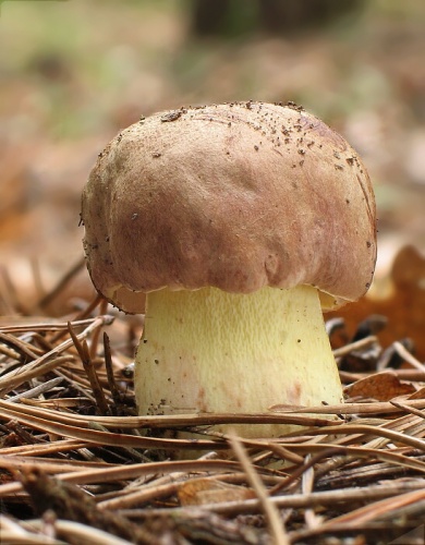 hríb príveskatý / hřib přívěstkatý