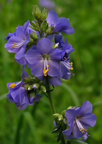 vojnovka belasá