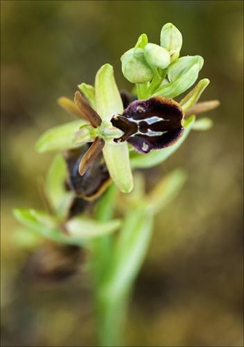 hmyzovník pavúkovitý