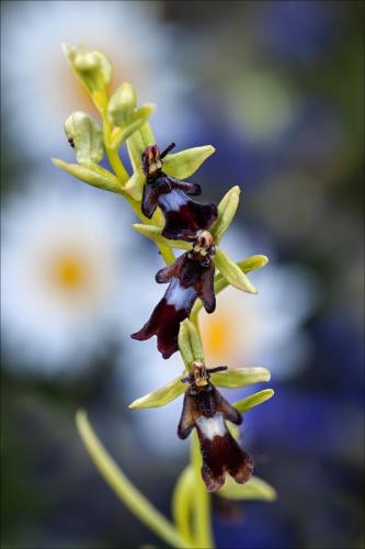 hmyzovník muchovitý