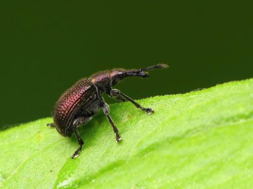 Involvulus cupreus ?