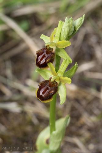 hmyzovník pavúkovitý