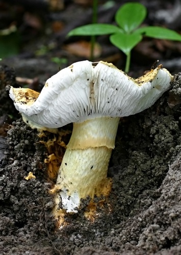 parazitnica Schreierova / zrnečka Schreierova