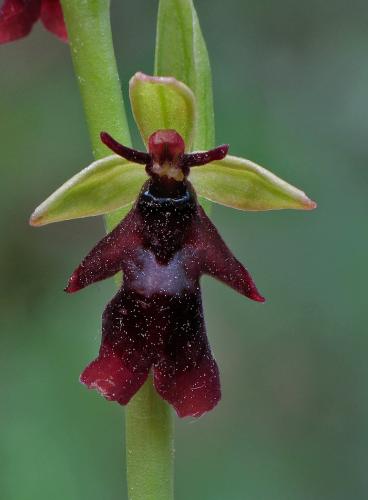 hmyzovník muchovitý