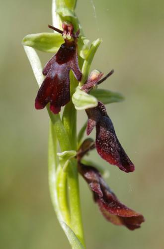 hmyzovník muchovitý