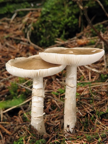 muchotrávka hrubá / muchomůrka šedivka