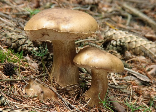 podhríb žlčový / hřib žlučník