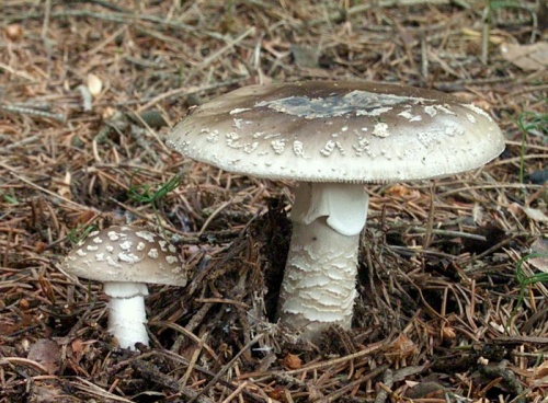 muchotrávka hrubá / muchomůrka šedivka