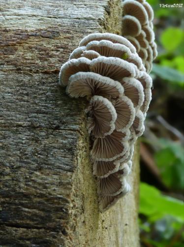 klanolupeňovka obyčajná / klanolístka obecná