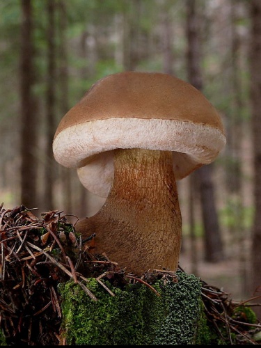 podhríb žlčový / hřib žlučník