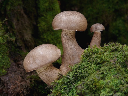 podhríb žlčový / hřib žlučník