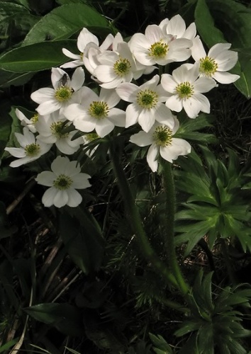 veternica narcisokvetá