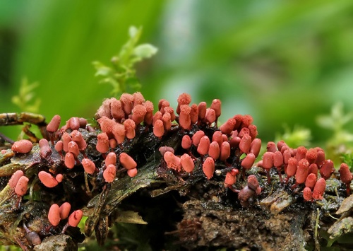 mištička nahá / vlnatka červená