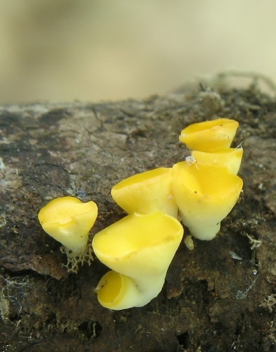 čeľaď klincovkovité