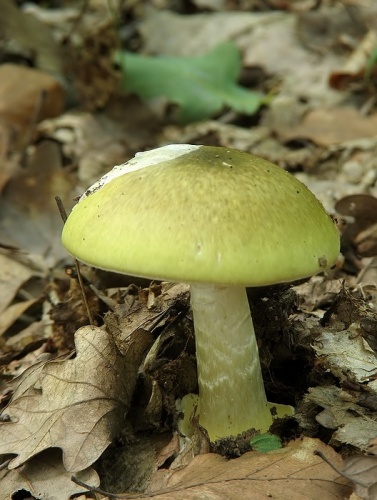 muchotrávka zelená / muchomůrka zelená