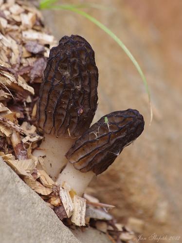 smrčok kužeľovitý / smrž kuželovitý