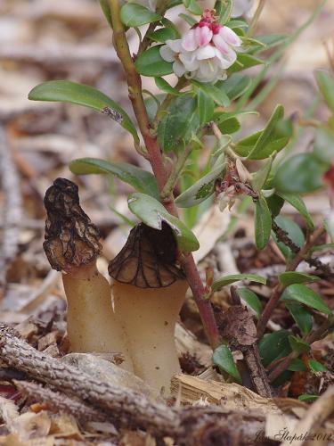 smrčok kužeľovitý / smrž kuželovitý