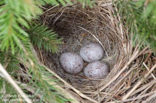 strnádka obyčajná