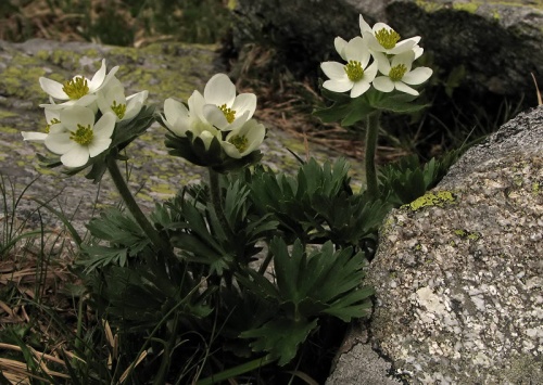 veternica narcisokvetá