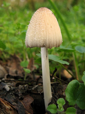 Hnojník domový