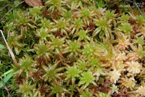 rašelinník močiarny