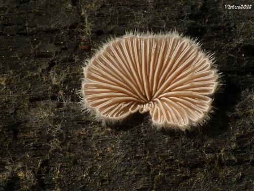 klanolupeňovka obyčajná / klanolístka obecná