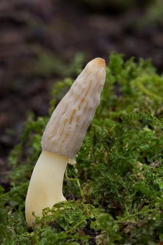 smrčok kužeľovitý / smrž kuželovitý