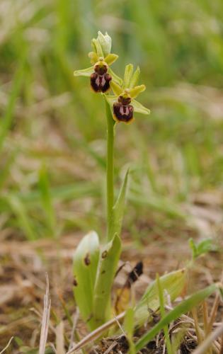 hmyzovník pavúkovitý