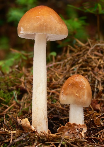 muchotrávka plavohnedá / muchomůrka plavá