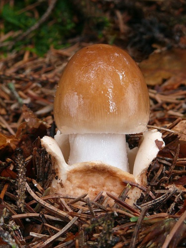 muchotrávka plavohnedá / muchomůrka plavá