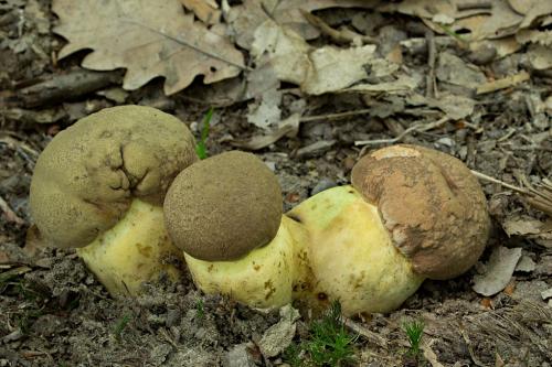 hríb príveskatý / hřib přívěstkatý