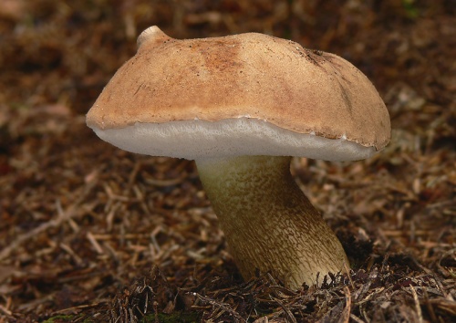 podhríb žlčový / hřib žlučník