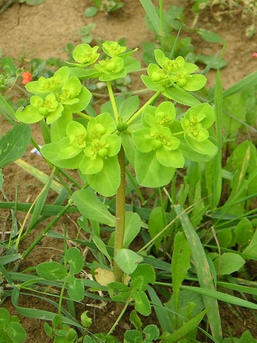 mliečnik kolovratcový