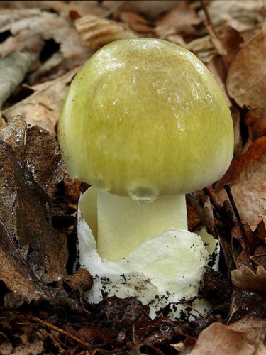 muchotrávka zelená / muchomůrka zelená