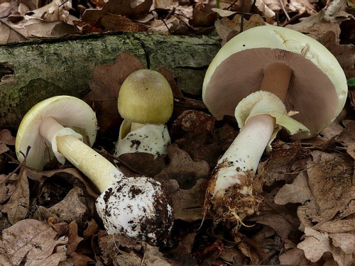 muchotrávka zelená / muchomůrka zelená