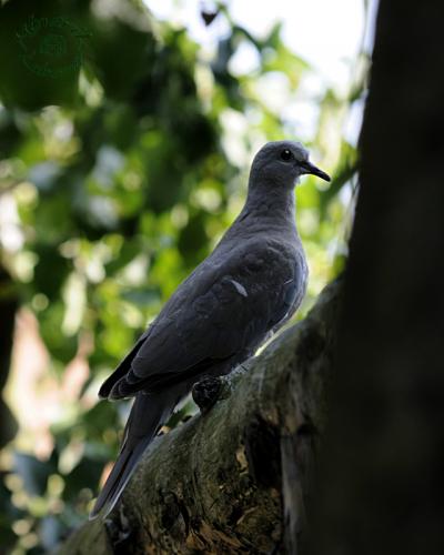 hrdlička záhradná