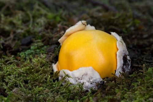 muchotrávka cisárska / muchomůrka císařka