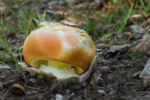 muchotrávka cisárska / muchomůrka císařka