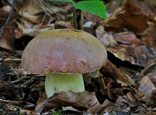 hríb príveskatý / hřib přívěstkatý