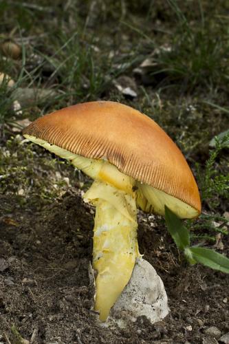 muchotrávka cisárska / muchomůrka císařka