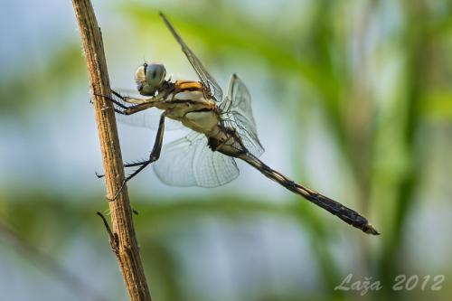 vážka / vážka bělořitná / White-tailed Skimmer