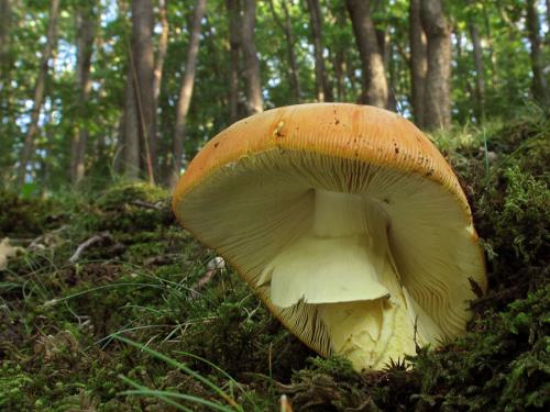 muchotrávka cisárska / muchomůrka císařka