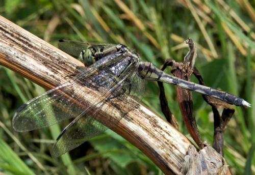 vážka / vážka bělořitná / White-tailed Skimmer